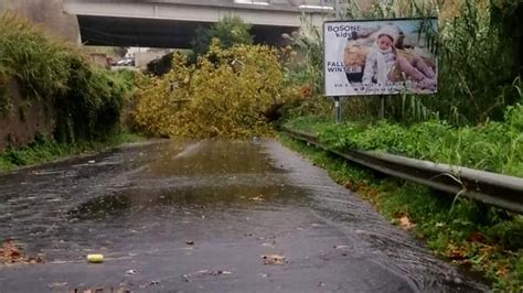 Maltempo Albero Cade Tra Pellezzano E Salerno Danni Allazienda