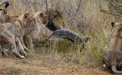 The Crocodile’s Roar: Defeating 500 Lions in an Unforgettable Display ...