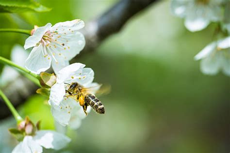 Bee Tree Flower Stock Photos Pictures And Royalty Free Images Istock