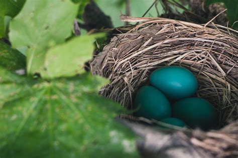 Free Images Branch Green Bird Nest Eggs Easter Reproduction