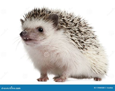 Four-toed Young Hedgehog, Atelerix Albiventris Stock Image | CartoonDealer.com #39754153