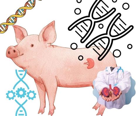 Xenotransplantation Of Genetically Modified Pig Kidneys Function Well