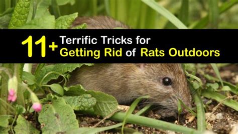 Garden Rat Control - Awesome Tricks to Eliminate Rats in the Yard