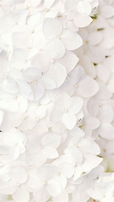 White Flowers Are Arranged In The Shape Of Petals