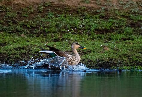 Duck Splashing Water · Free Stock Photo