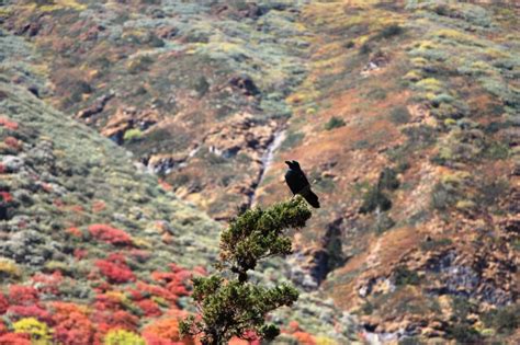 Laya Gasa Trek Bhutan Travel Adventures