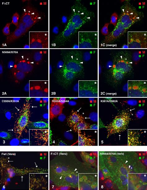 Effect Of F Protein CT Mutations On Viral Protein Distribution HEp 2