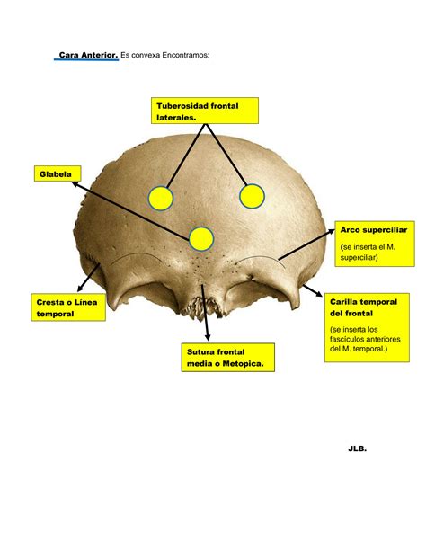 SOLUTION Hueso Frontal Anatomia1 Studypool