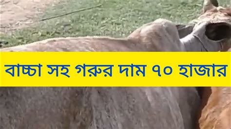 বাচ্চা সহ দেশী গাই গরুর দাম ৭০ হাজার টাকা। ১৮ মাইল গরুর হাট। Youtube