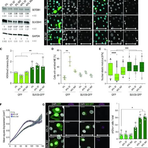 Pdf Heterochromatin Driven Nuclear Softening Protects The Genome