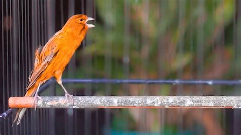 Suara Burung Kenari Gacor Panjang Ini Cepat Buat Kenari Paud Nyaut Mau