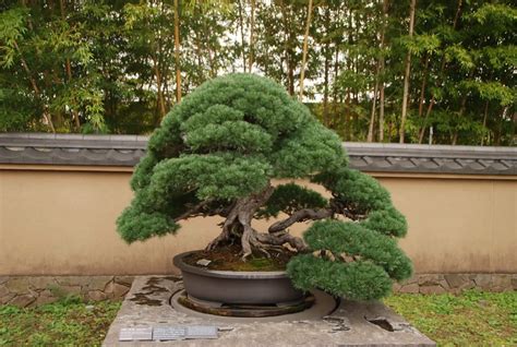 How To Start Pine Bonsai From Seed