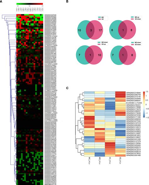 Frontiers Transcriptome Analysis In Contrasting Maize Inbred Lines