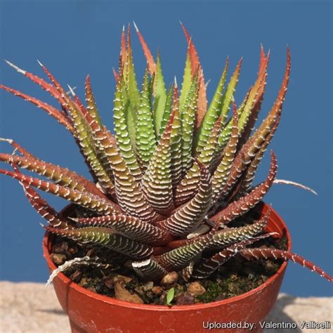 Haworthia Fasciata