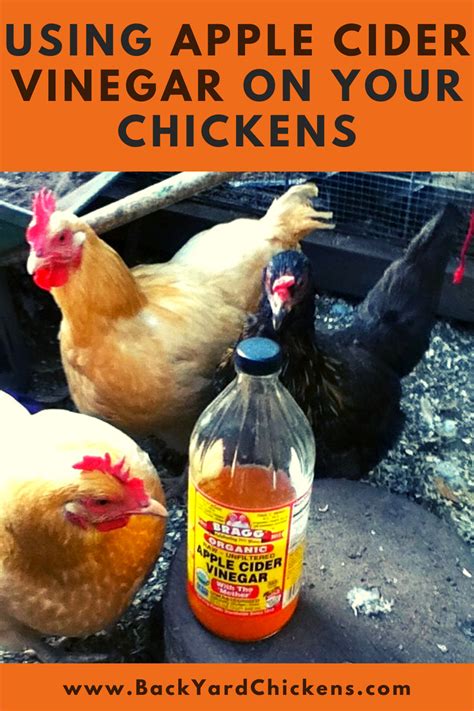 Using Apple Cider Vinegar On Your Chickens Apple Cider Vinegar Apple Cider Vinegar Water