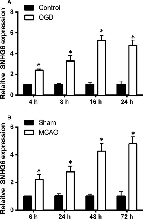 The Expression Of SNHG6 In Cerebral Ischaemia In Vitro And In Vivo