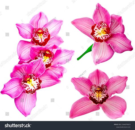 68,914 Valentine orchid Images, Stock Photos & Vectors | Shutterstock