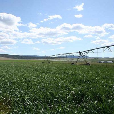 Pasture Grass | Idaho Grimm Growers Warehouse Corp.