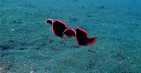 Behold The Mesmerising Motion Of The Marine Flatworm Invertebrates