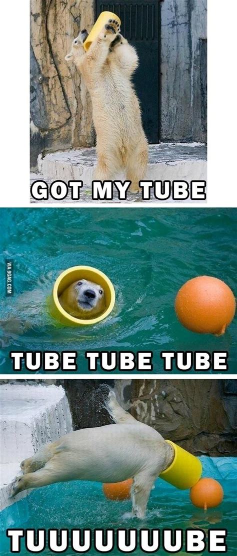 Tubes Meme Animal Jokes Funny Animals Funny Pictures