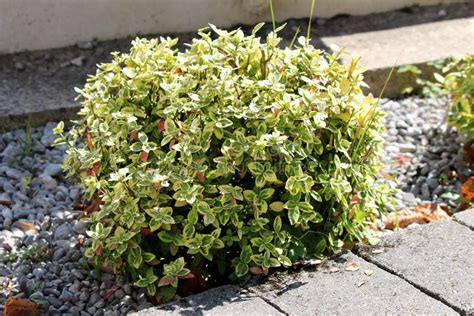 Wintercreeper Or Euonymus Fortunei Evergreen Shrub Plant With Green To