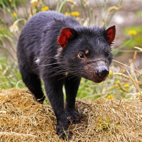 Tasmanian Devil | The Animal Spot