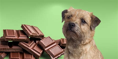 Can Dogs Eat Chocolate? Why You Should Avoid That