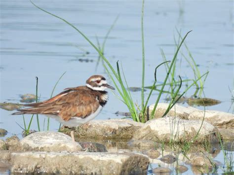 Bird Travel Photos Birding Sites Bird Information Kildeer Reesor