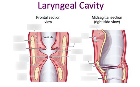 Laryngeal Cavity Diagram | Quizlet