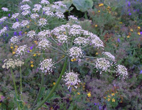 Heracleum sphondylium (European cow-parsnip): Go Botany