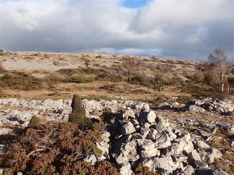 Whitbarrow Trip Lichen Report February Cumbria Lichens And