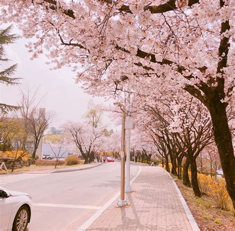 2021년 벚꽃 개화시기와 나만 알고싶은 숨은 벚꽃 명소 추천