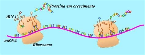 Tipos De Rna Biologia Net