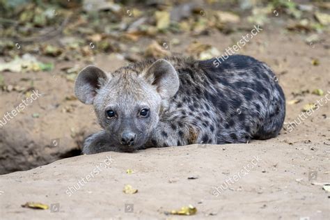 Spotted Hyena Crocuta Crocuta Juvenile Lying Editorial Stock Photo