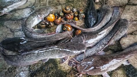 Mencari Ikan Di Sawah Dapat Ikan Sapu Sapu Ikan Lele Dumbo Ikan Sepat