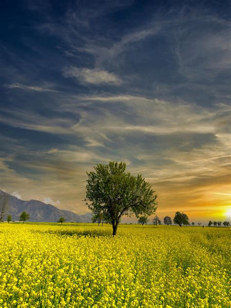 mustard tree size 5