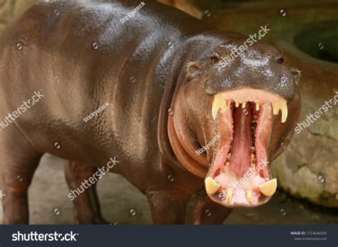 Hippopotamus Mouth