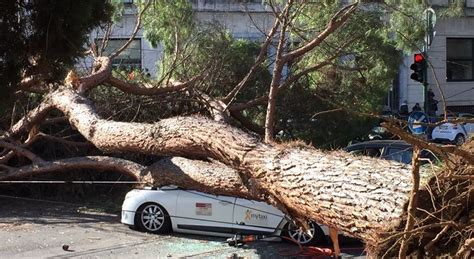 Roma Grosso Albero Si Sradica E Crolla Su Tre Auto Ferito Un Tassista