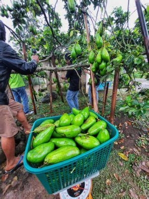 Alpukat Siger Ratu Puan Kebanggaan Warga Lampung