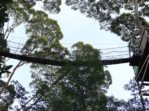 Bukit Bangkirai Pengalaman Petualangan Alam Yang Tak Terlupakan