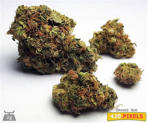 Orange Bud Strain Information Cannaconnection