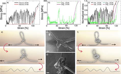 Stress Strain Curves Of Natural A B Degummed Silk Fibers With Download Scientific Diagram