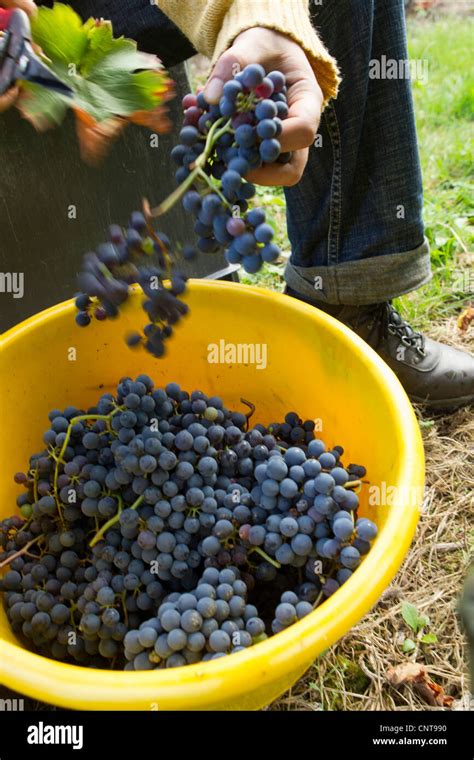 Grape harvesting hi-res stock photography and images - Alamy