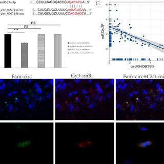 Mir A P Is Directly Targeted By Circrhobtb A The Binding Sites Of