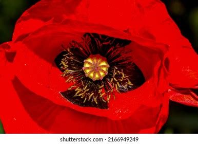 Beautiful Poppy Flower Garden Stock Photo 2166949249 | Shutterstock