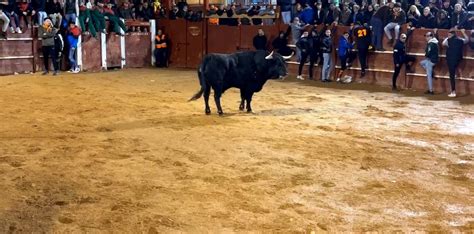 Dos Nobles Toros De Los Bayones En Una Capea Nocturna Sin Incidentes En