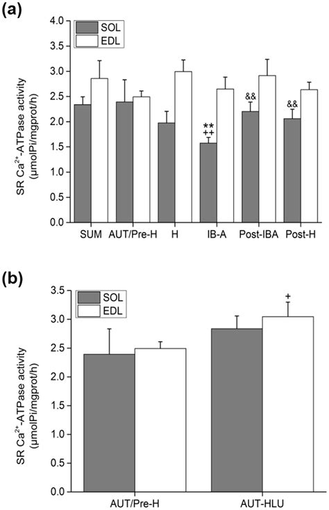 Effects Of Hibernation And Hindlimb Unloading On Sr Ca 2 Atpase Download Scientific Diagram