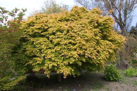 Acer Palmatum Katsura Japanese Maple