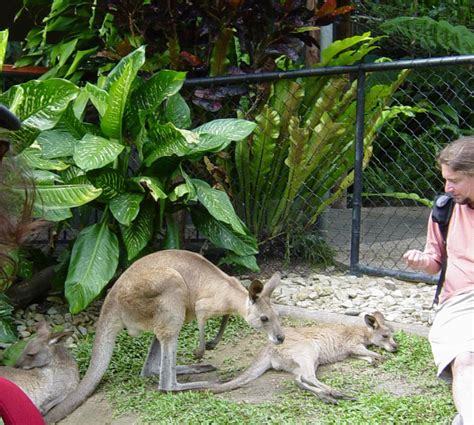 Canguros en Australia en Cairns: 2 opiniones y 12 fotos