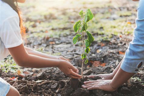 Child and mother planting a young tree 1259162 Stock Photo at Vecteezy